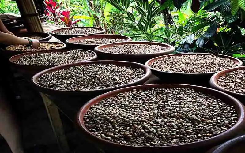 bali coffee